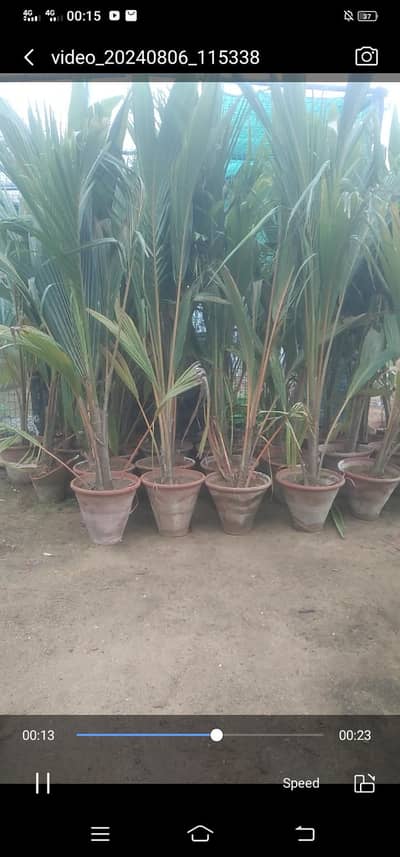 coconut plant for sale
