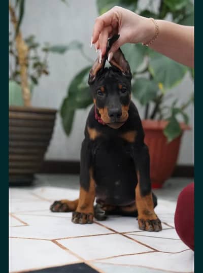 Doberman