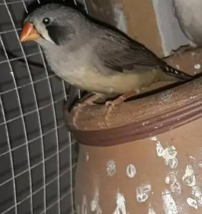 Zebra finch breeder female
