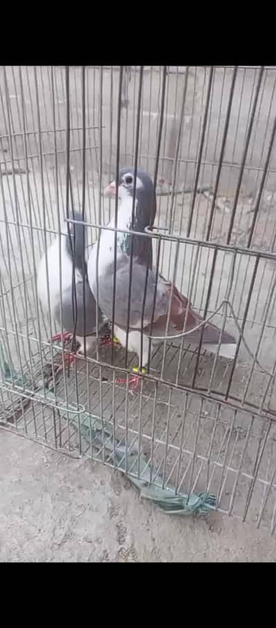 shirazi ghandedaar pair