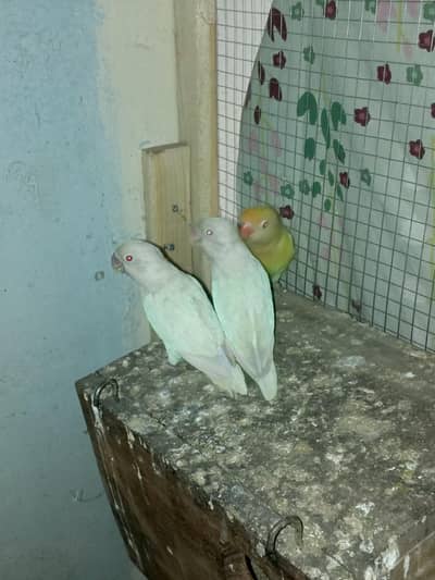 Breeder Lovebirds Pair