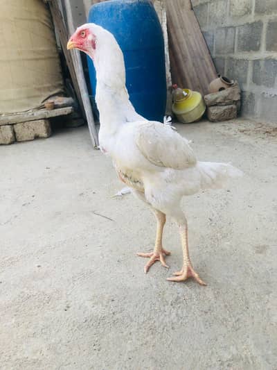 GERMAN O SHAMO FEMALE,MALE CHICKS AVAILABLE WHATSAPP NO 03168035881