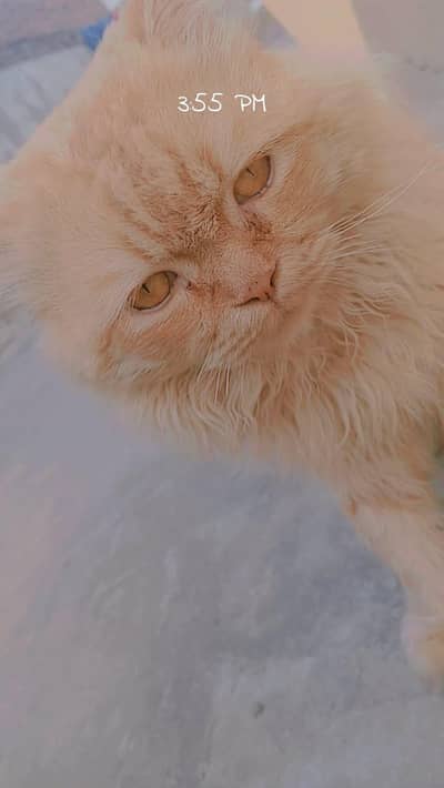 for  breeding  cross