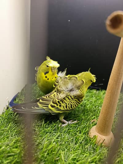 Hogoromo Split Black Wing