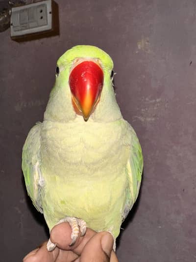 Healthy and active parrot