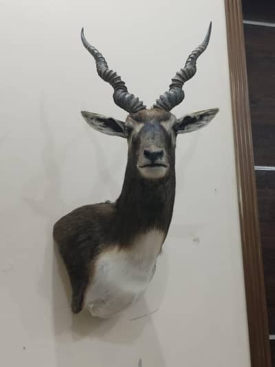 Black buck