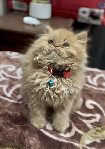 Persian kitten for sale |Punch face| Triple coated