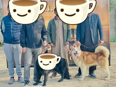 Purebred Siberian Husky – Healthy & Playful