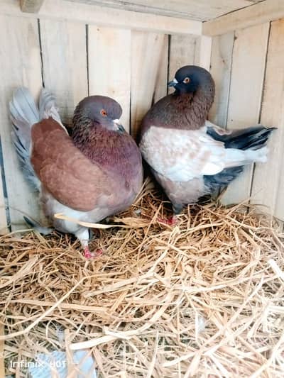 Modina|lucky pair|Sentient black side| danish| swallow|jogi red eye