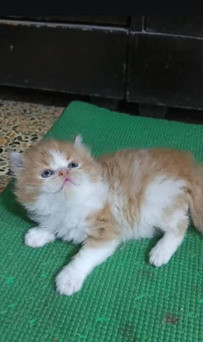 Persian Kittens
