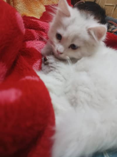 Long, fluffy, and soft,Doll face,Active , Calm, friendly, and playful,