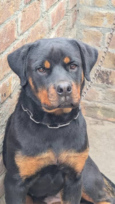 Rottweiler female n friendly behavior zero3zero7zero7zero27zero5