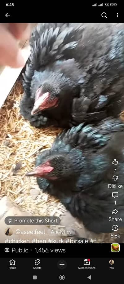 kruk madi for sale garunted