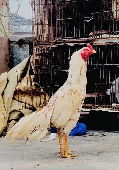 Peela aseel / high quality mianwali aseel/pure aseel murgha