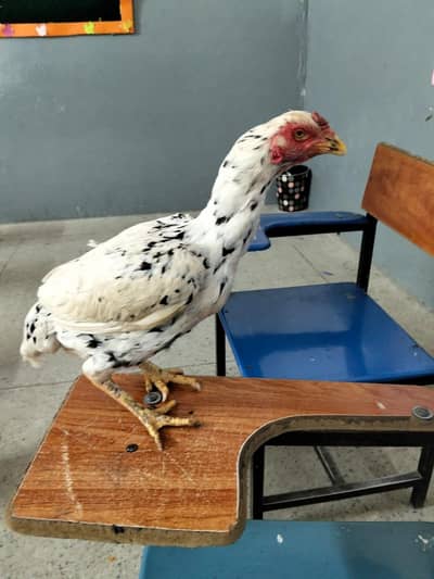 Aseel quality hen for sale in rawalpindi exchange b ho jy gi