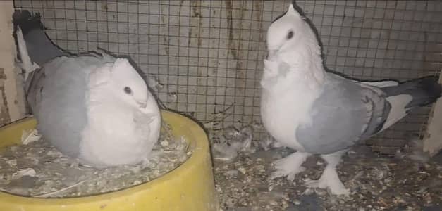 Silver Mukhi Chicks pair and Sentiment Blue Bar Chicks pair for sale.