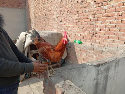 2 Desi murghe gher k palle howe available now 2200 per pcs