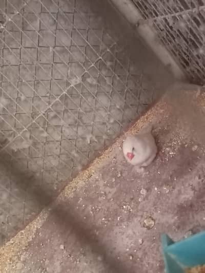 Zebra Finches for sale