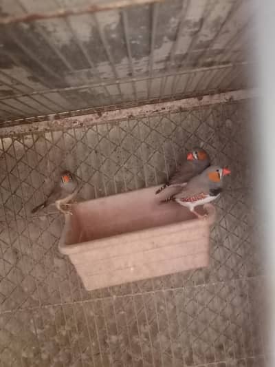 Zebra Finches for sale