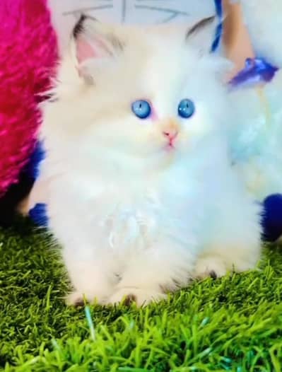 Persian cat kitten for sale my WhatsApp 03493839133