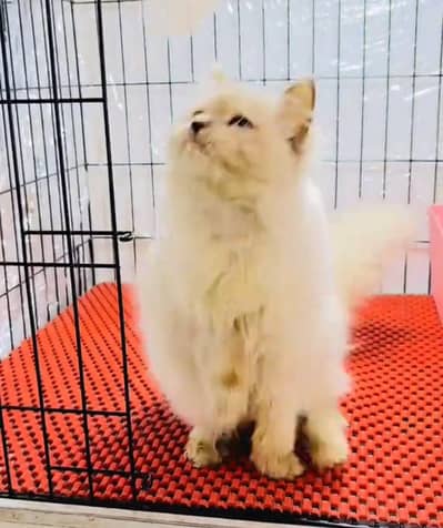 Persian cat kitten for sale my WhatsApp 03493839133