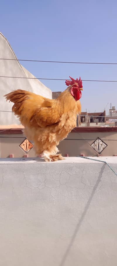Heavy Buff Hen& pairs