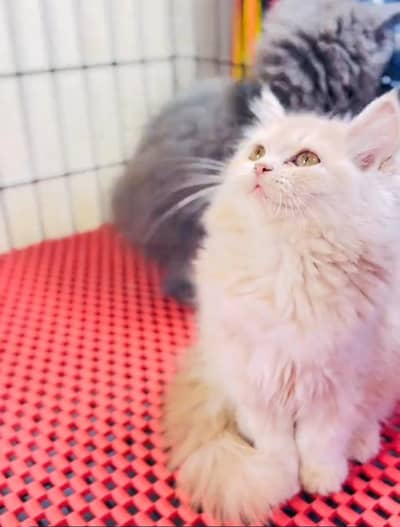 Persian cat kitten for sale my WhatsApp 03493839133