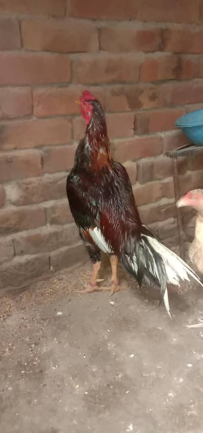 high quality pair lakha aseel