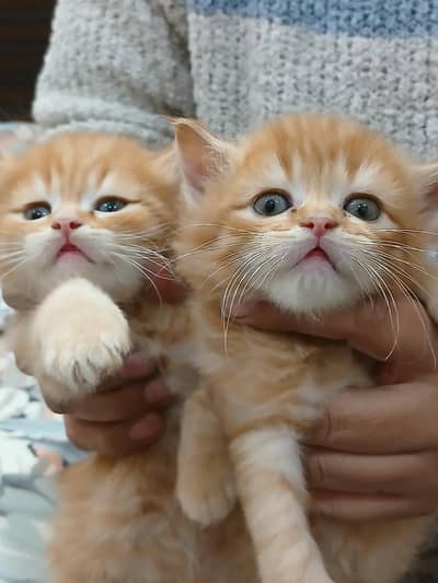 2 month persin cat pair  saele