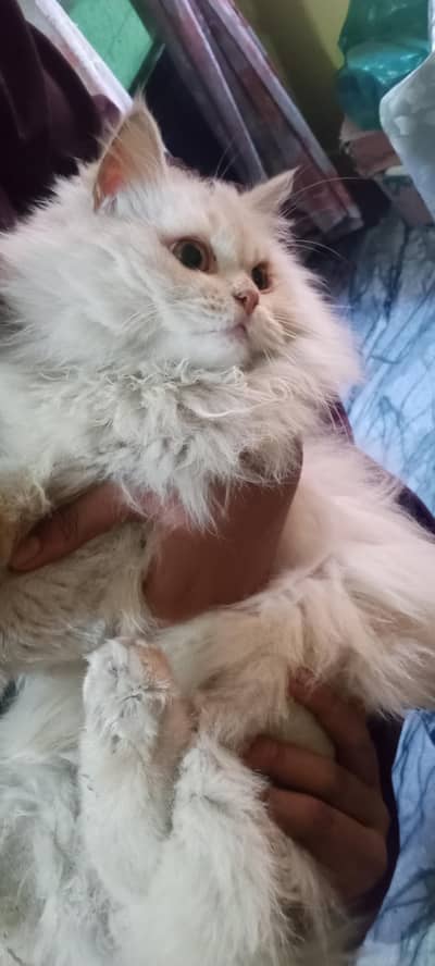 Female triple coat Persian cat for sale.