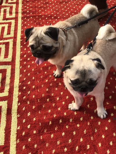 Pug Dog . Baby’s. Advance biking.