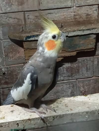 cocktail meal for sale. . . . . WhatsApp no. 0347.1521806