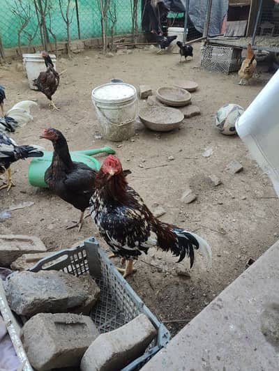 one aseel female and one male for sale urjent