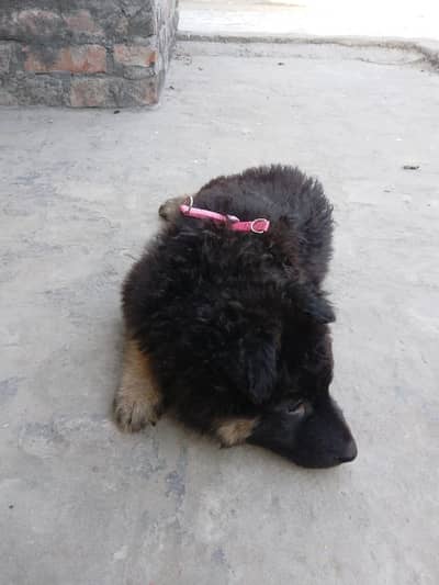German shepherd long court female puppy