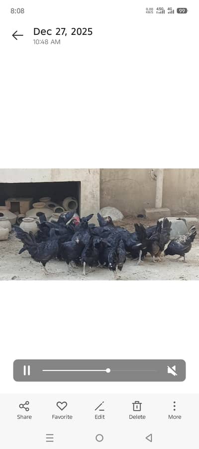 Australorp