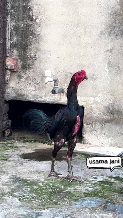 pure Thai pakoya chicks  available