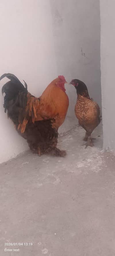 HAVI BUFF EGG FOR SALE