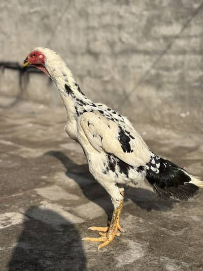 Shamo Aseel Hen , Healthy and Active