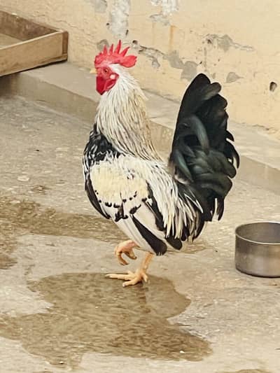 Japnes molted Cock for sale