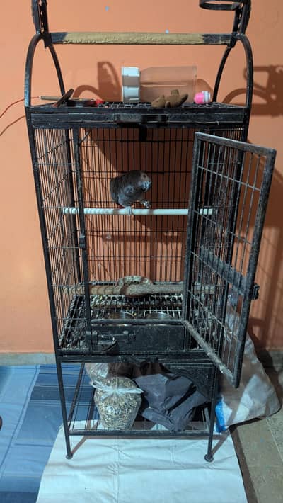African Grey Parrot With Cage 3 Years Age Tamed Talking