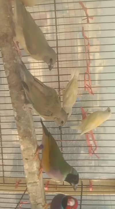 goldian pathay chiks