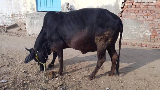 Cow For Sale 9 Month Pregnant