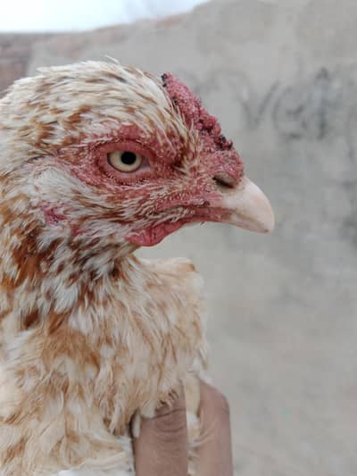 aseel cheni  Whatsapp number 03186880971