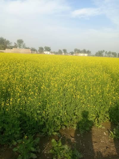 New Asia Rikshaw (2018) model03034471771