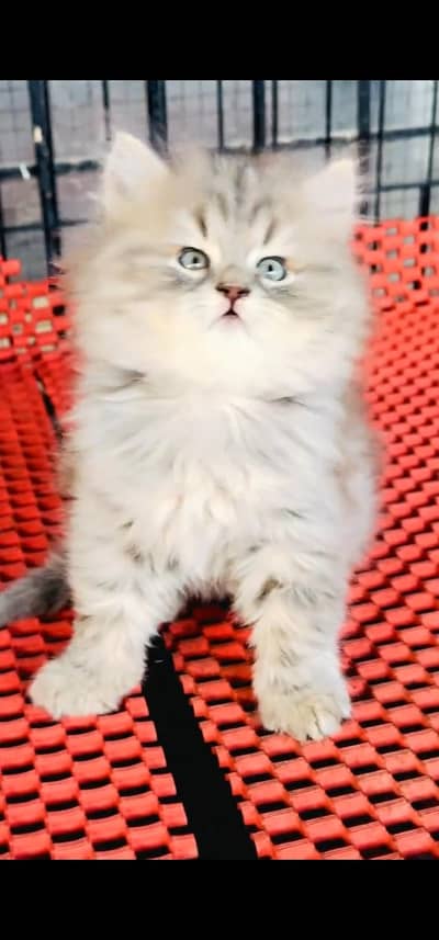 Quality Persian Punch face cat & kitten is03062848895Whatsapp