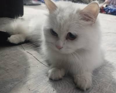 Persian cat