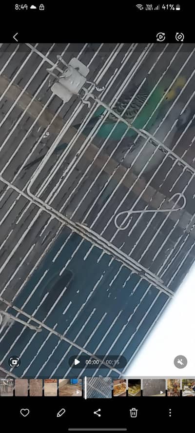 TCB exi female with R. Y split king size Green male  BREEDER PAIR