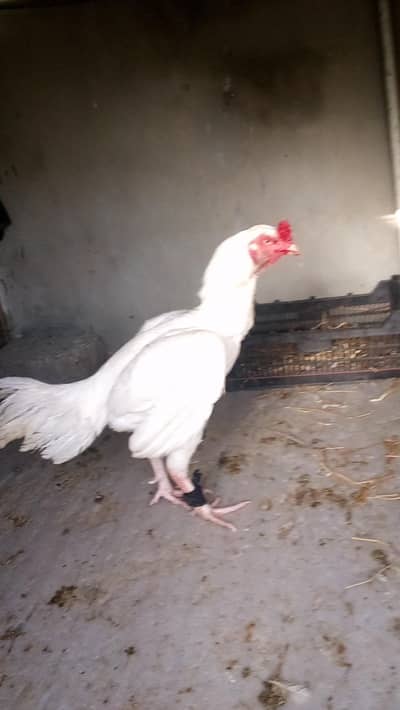 aseel paper white hera white nook nalli