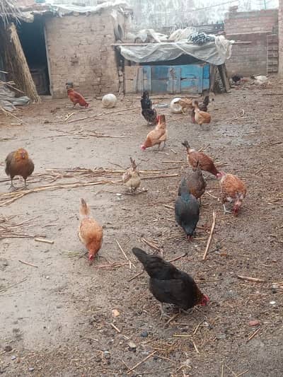 desi hen for sale egg laying