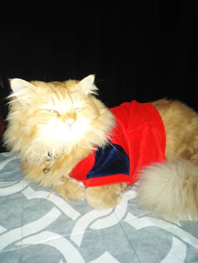 Persian male orange cat